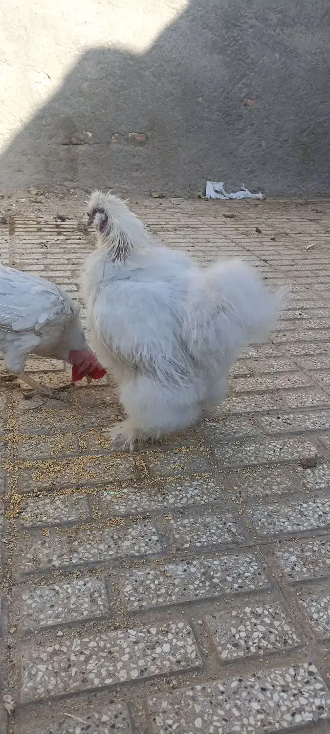 خروس ابریشمی|حیوانات مزرعه|تربت‌حیدریه, ده پائین|دیوار