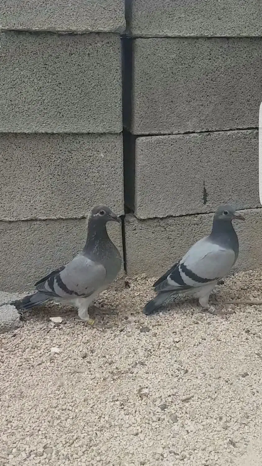 یه جفت جوجه پلاکی و عروس دستی|پرنده|ایذه, |دیوار