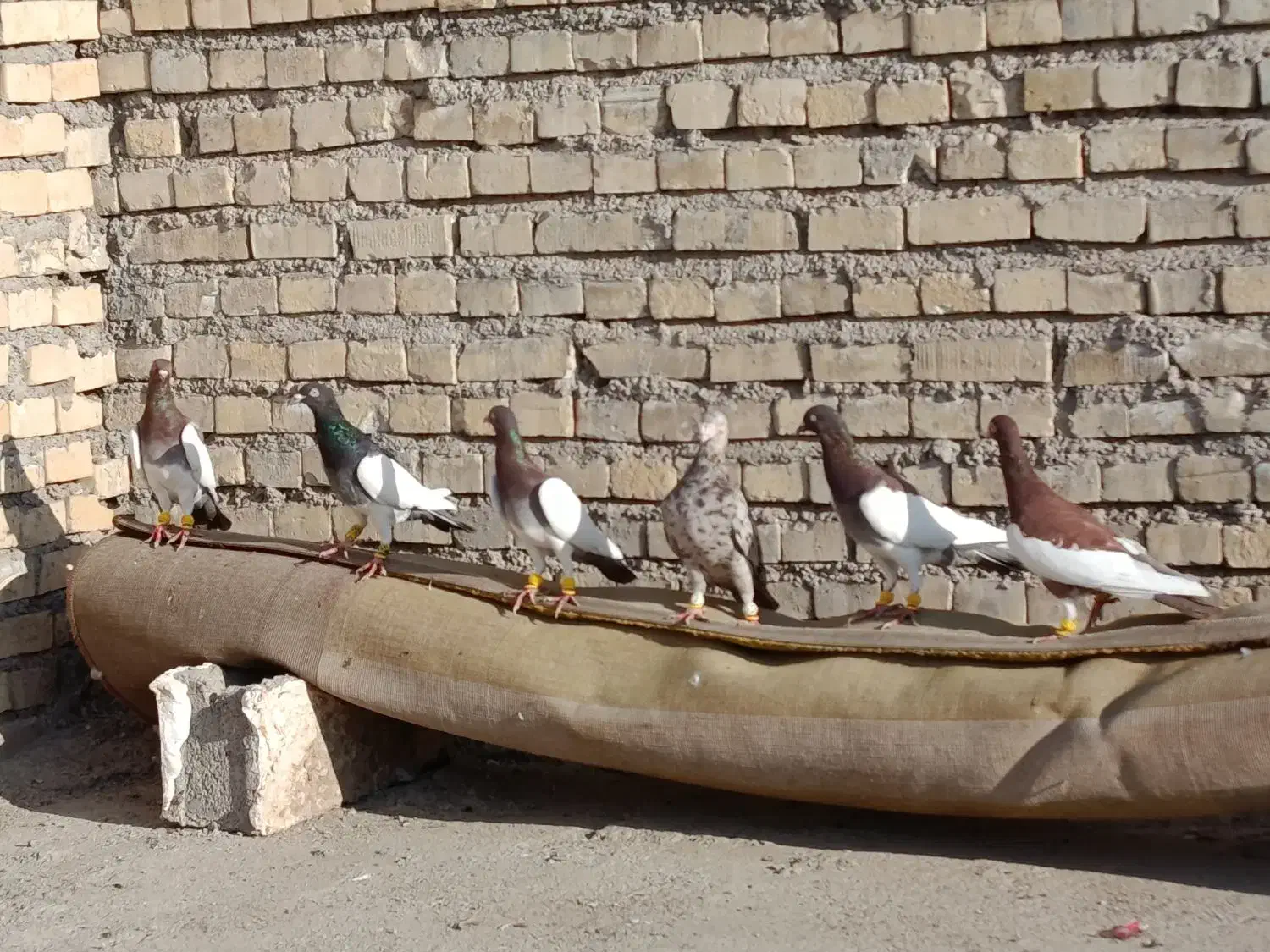 نر درجه یک کبوتر|پرنده|باوی, |دیوار