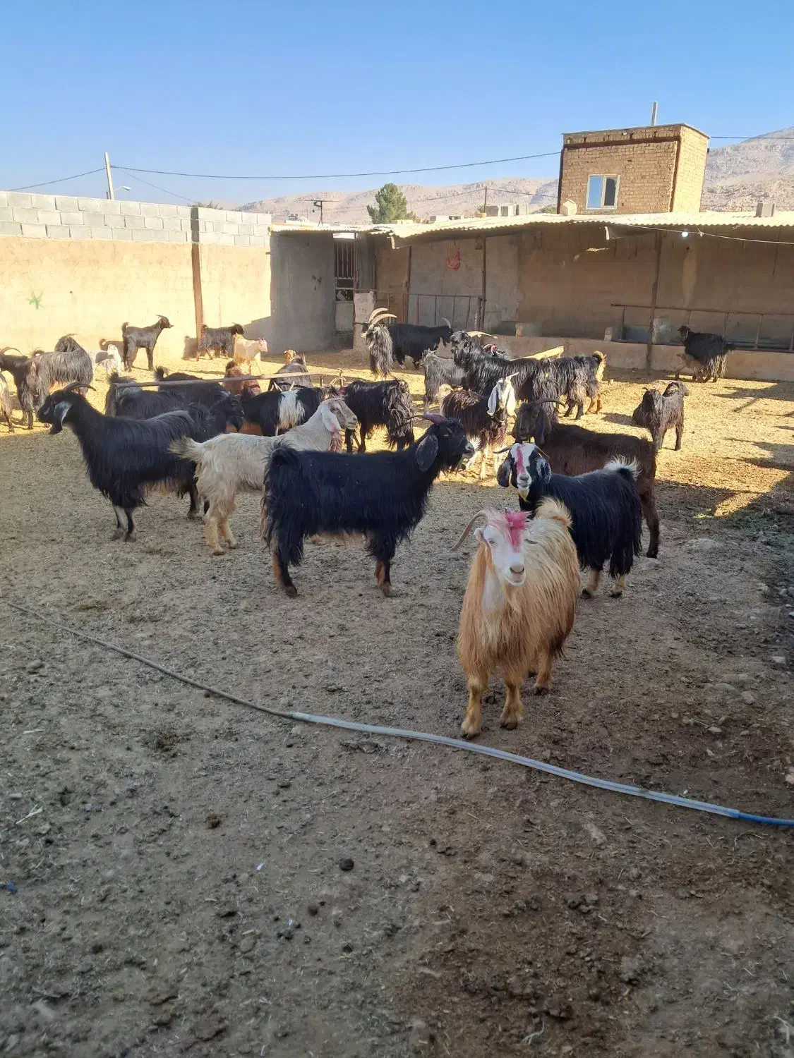 ۴۶راس گیسه بز کهره پازن|حیوانات مزرعه|مرودشت, تخت جمشید|دیوار