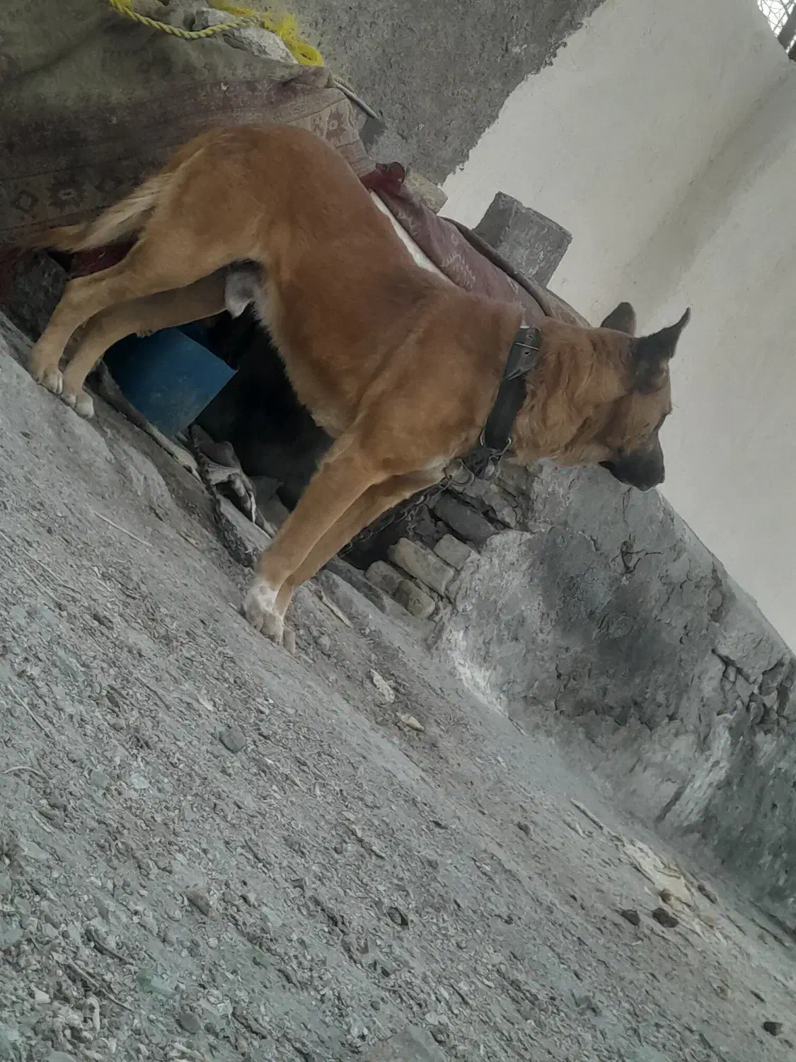 سگ نگهبان|سگ|قلعه نو, |دیوار