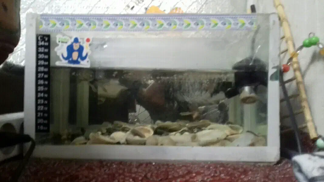 آکواریوم با پمپ هوا و ماهی گپی|ماهی|ملایر, |دیوار