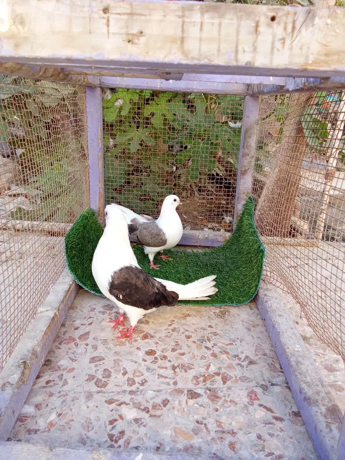 کبوتر دوکت|پرنده|بندرلنگه, |دیوار