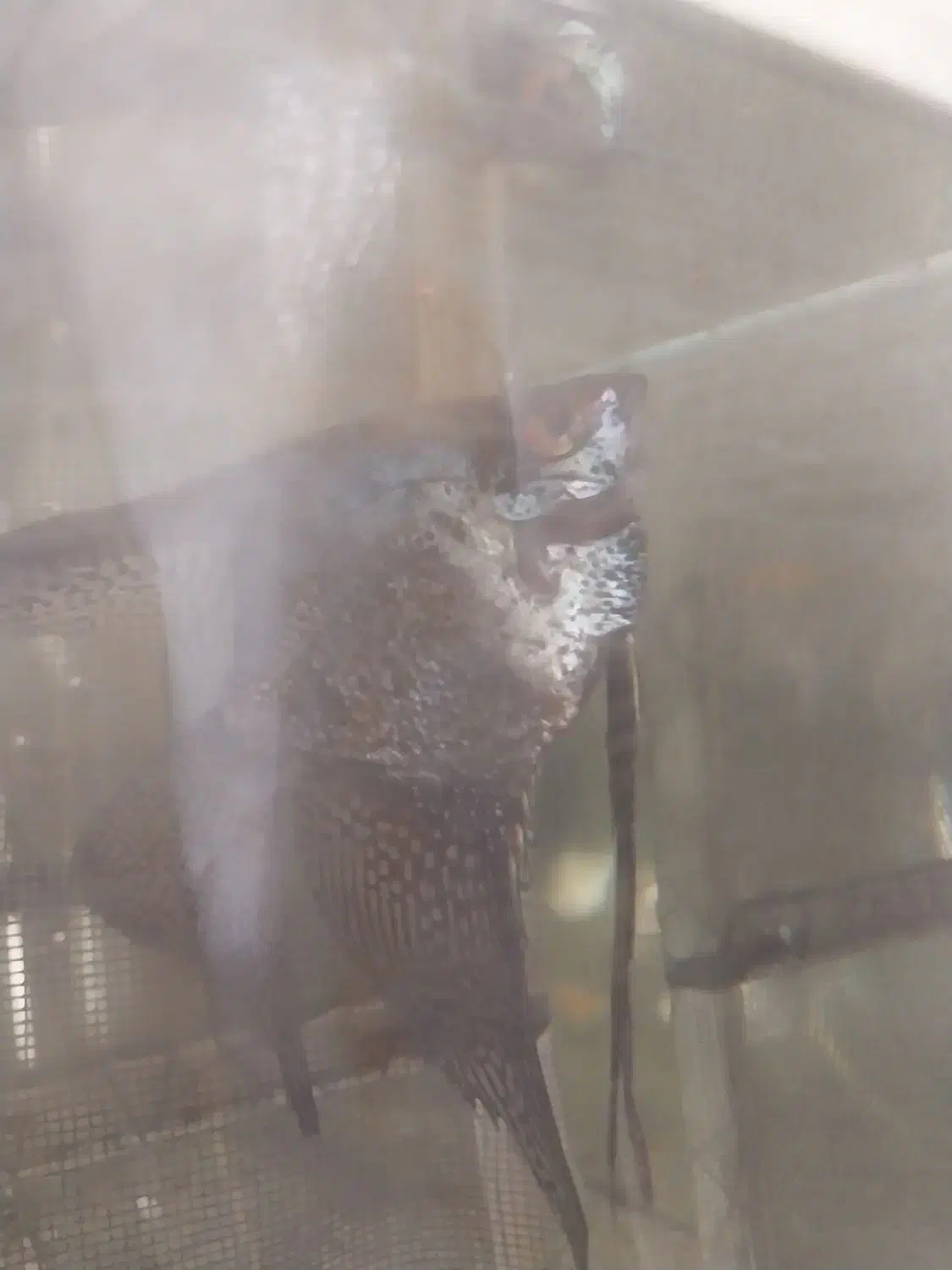 آنجل|ماهی|مرند, |دیوار