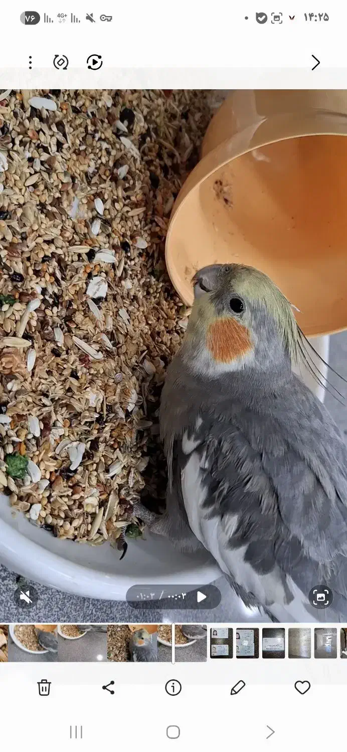 عروس هلندی محدوده درمانگاه لقمان گم شده|پرنده|ملایر, |دیوار