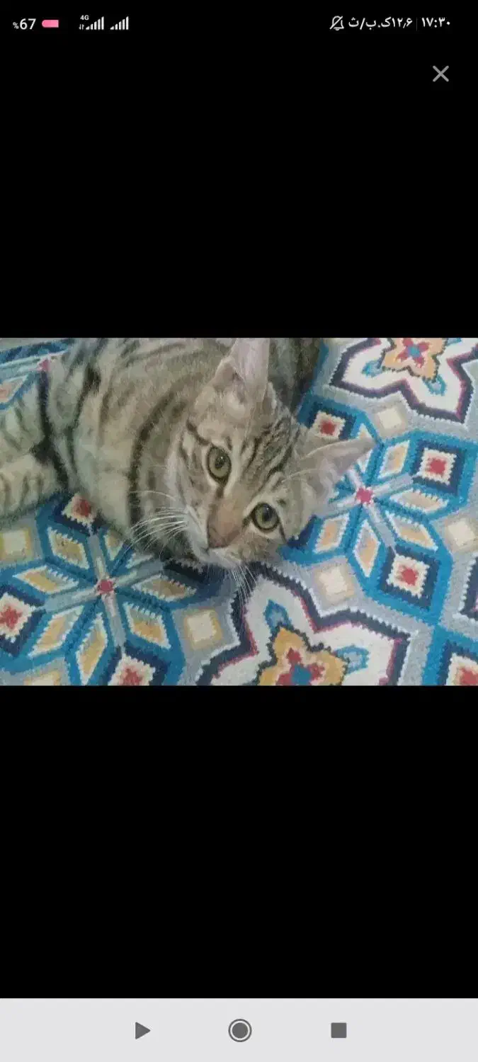 گمشده|گربه|زابل, |دیوار