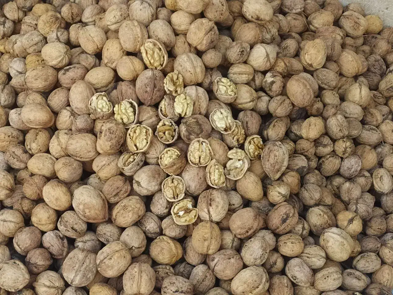 گردو ارگانیک شاه جهان مغز سفید و پرچرب|خوردنی و آشامیدنی|شیروان (خراسان), |دیوار