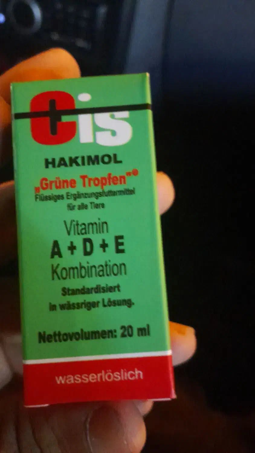 طوطی برزیلی|پرنده|آبادان, |دیوار