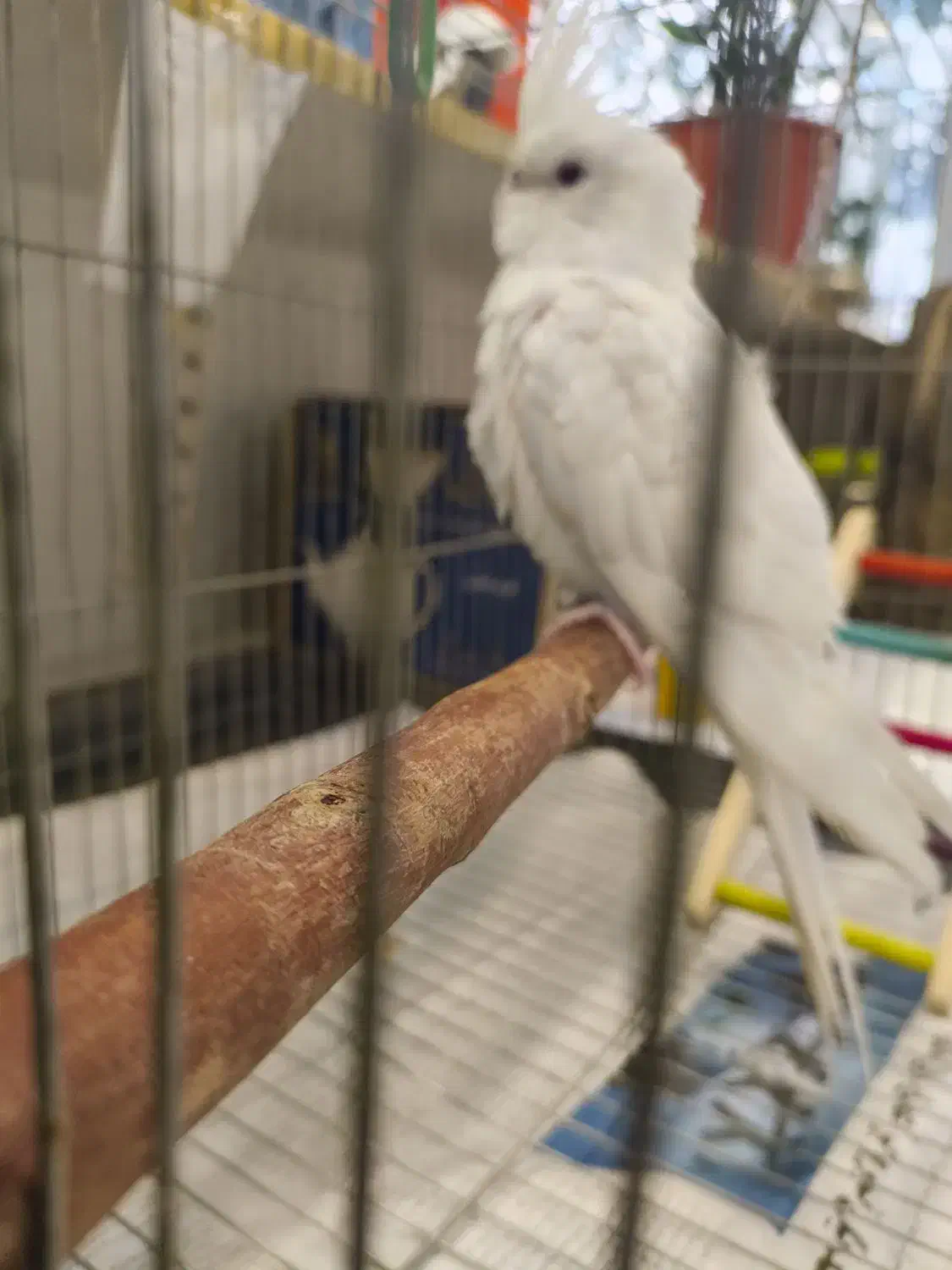 عروس هلندی|پرنده|ری, شهرری|دیوار