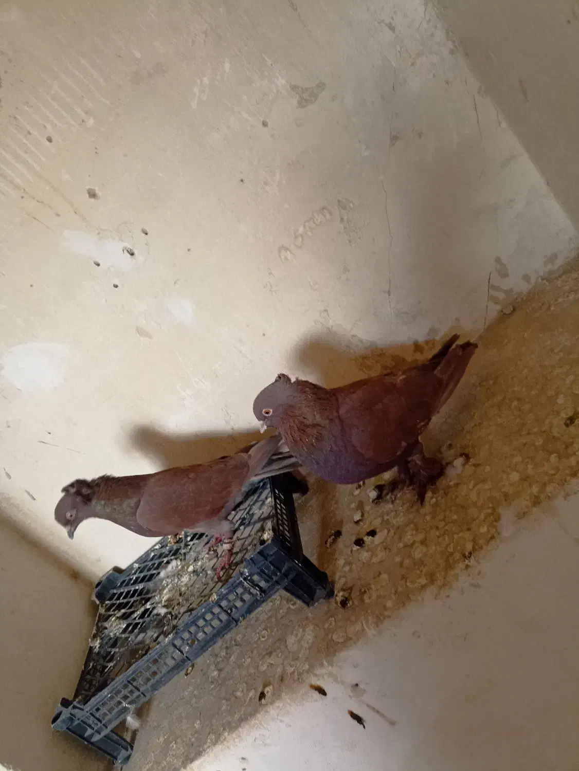 کبوتر راعبی پاپر|پرنده|خمینیشهر, |دیوار