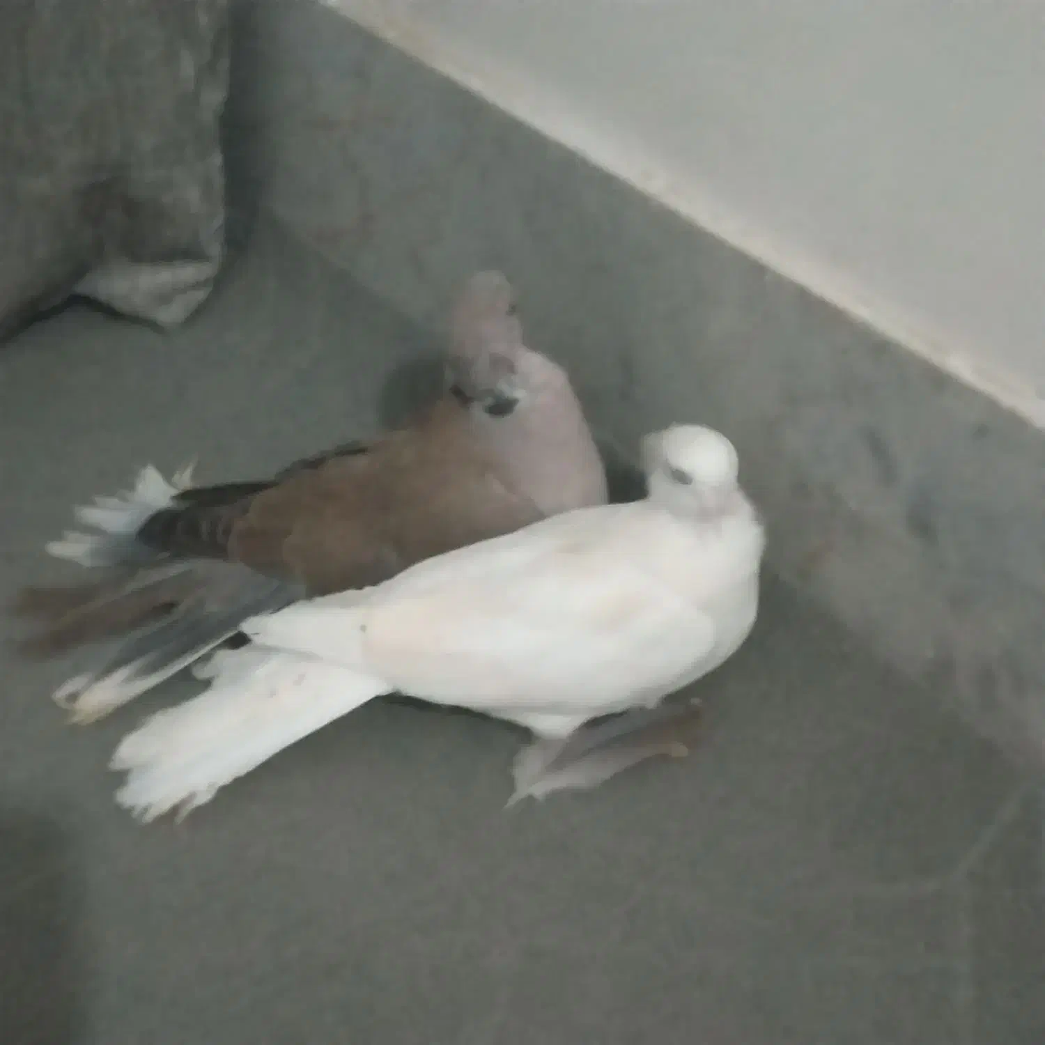 پرنده زینتی|پرنده|فاضل آباد, |دیوار