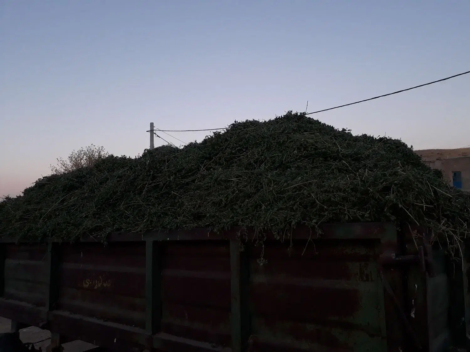 یونجه درجه یک کامل برگ|حیوانات مزرعه|دهگلان, |دیوار