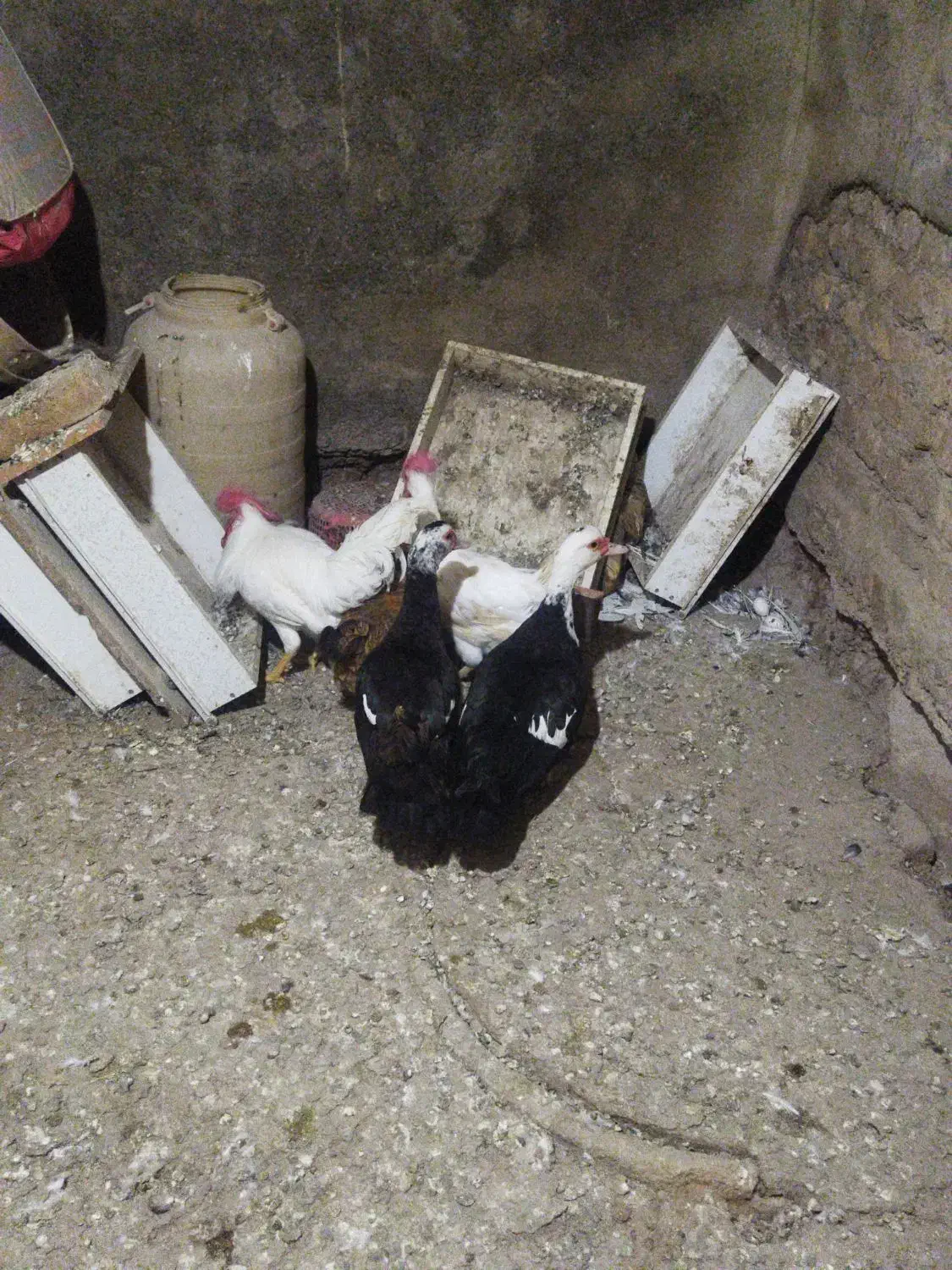 اردک اسرائیلی و مرغ محلی ومرغ سفید|حیوانات مزرعه|آبیک, |دیوار