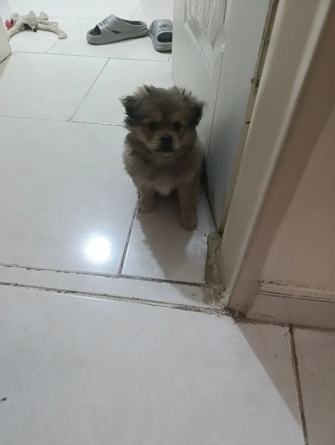 سگ پامر خرسی 2 ماهه|سگ|تهران, فلاح|دیوار