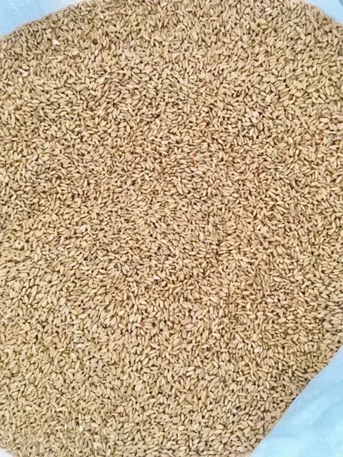 گندم بزری کوهدشت|عمده‌فروشی|کوهدشت, |دیوار