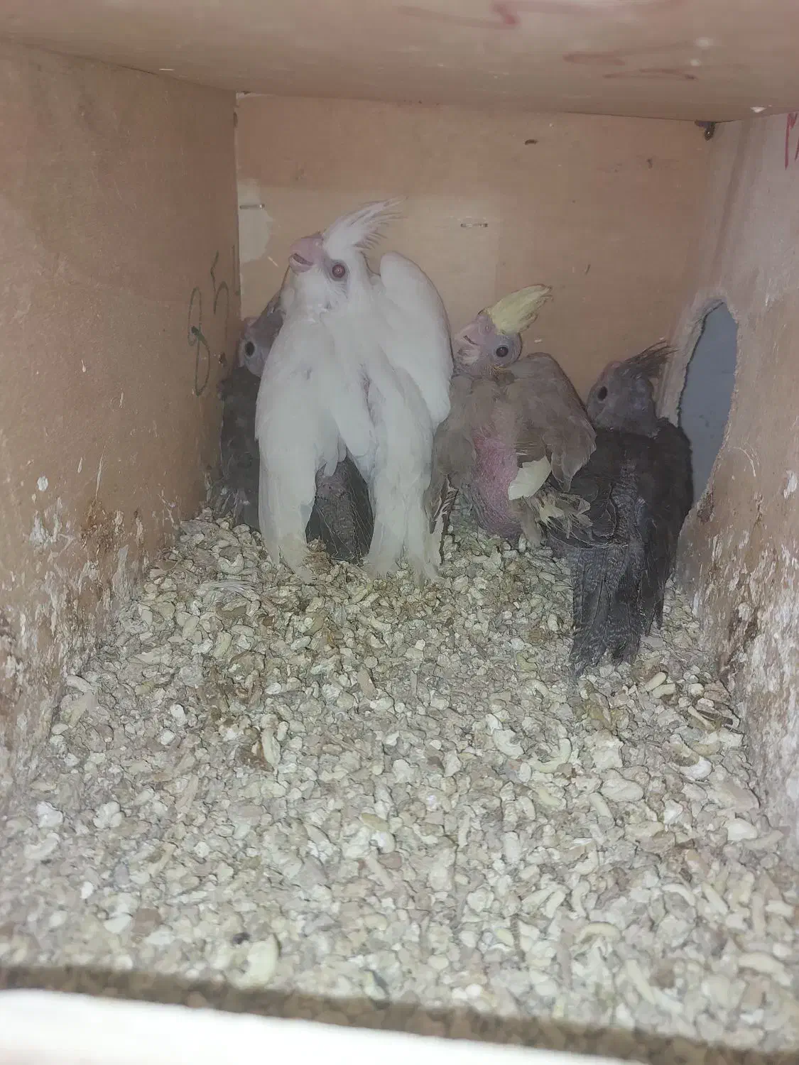 جوجه عروس هلندی سرلاکی ادرس برازجان|پرنده|برازجان, |دیوار