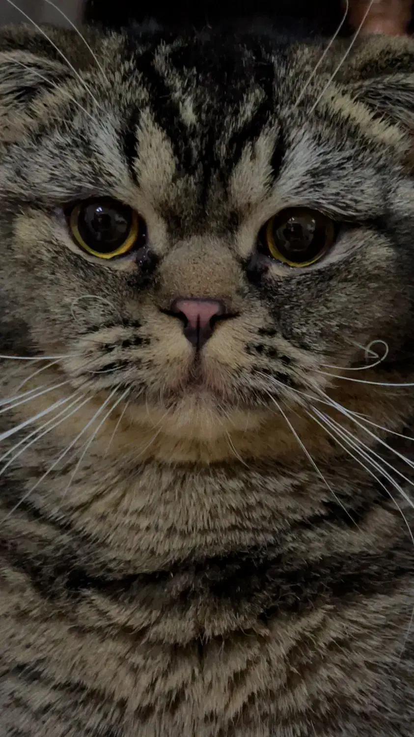 گربه گمشده|گربه|کرمان, |دیوار