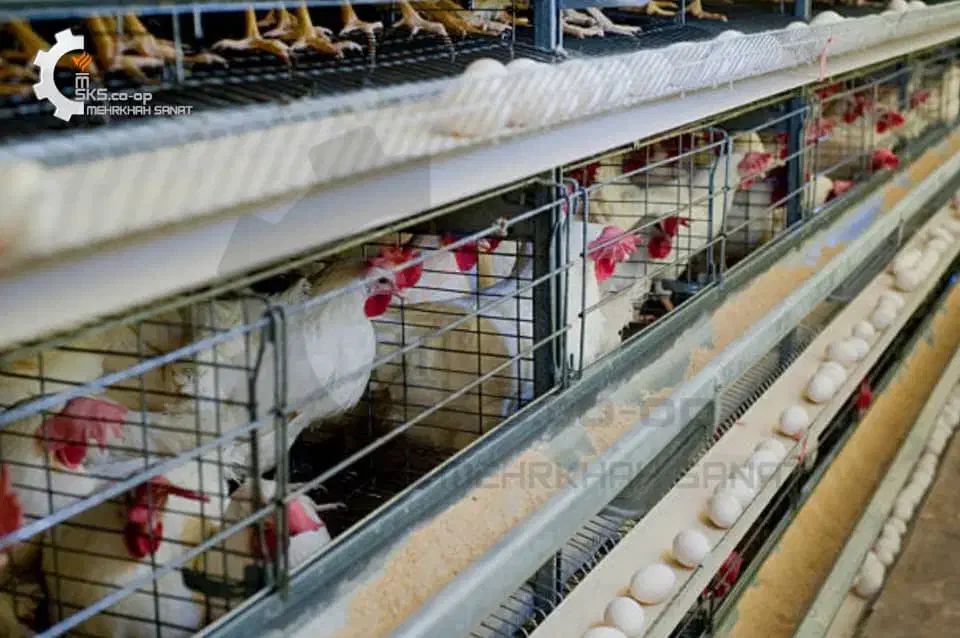 فروش جوجه گوشتی ۱ روزه با کیفیت و مشاوره|حیوانات مزرعه|تهران, توحید|دیوار