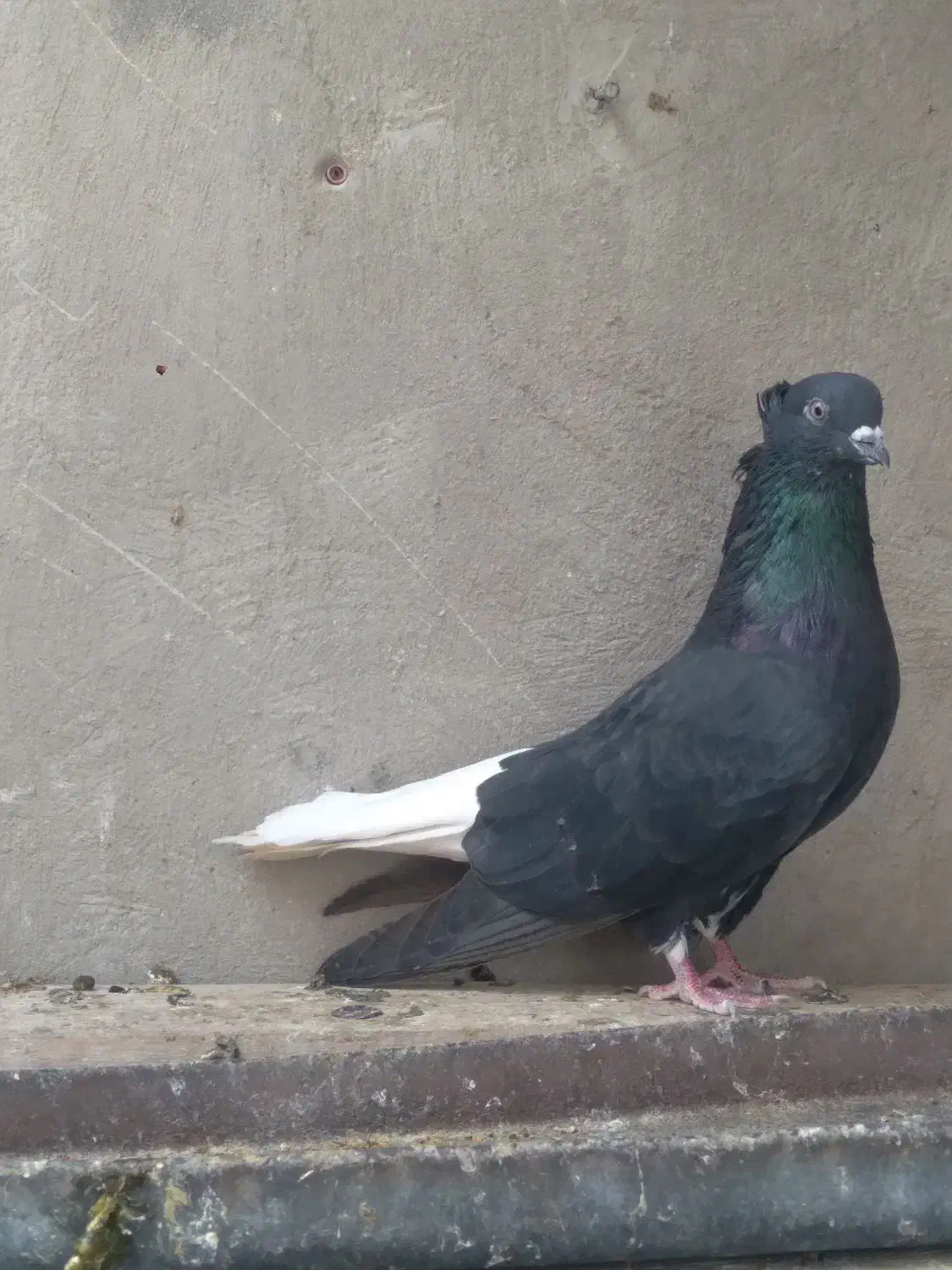 جفت دمسفید|پرنده|بهبهان, |دیوار