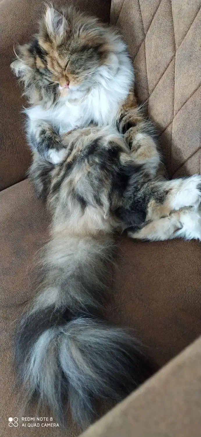 گربه پرشین|گربه|بالا ولایت, |دیوار