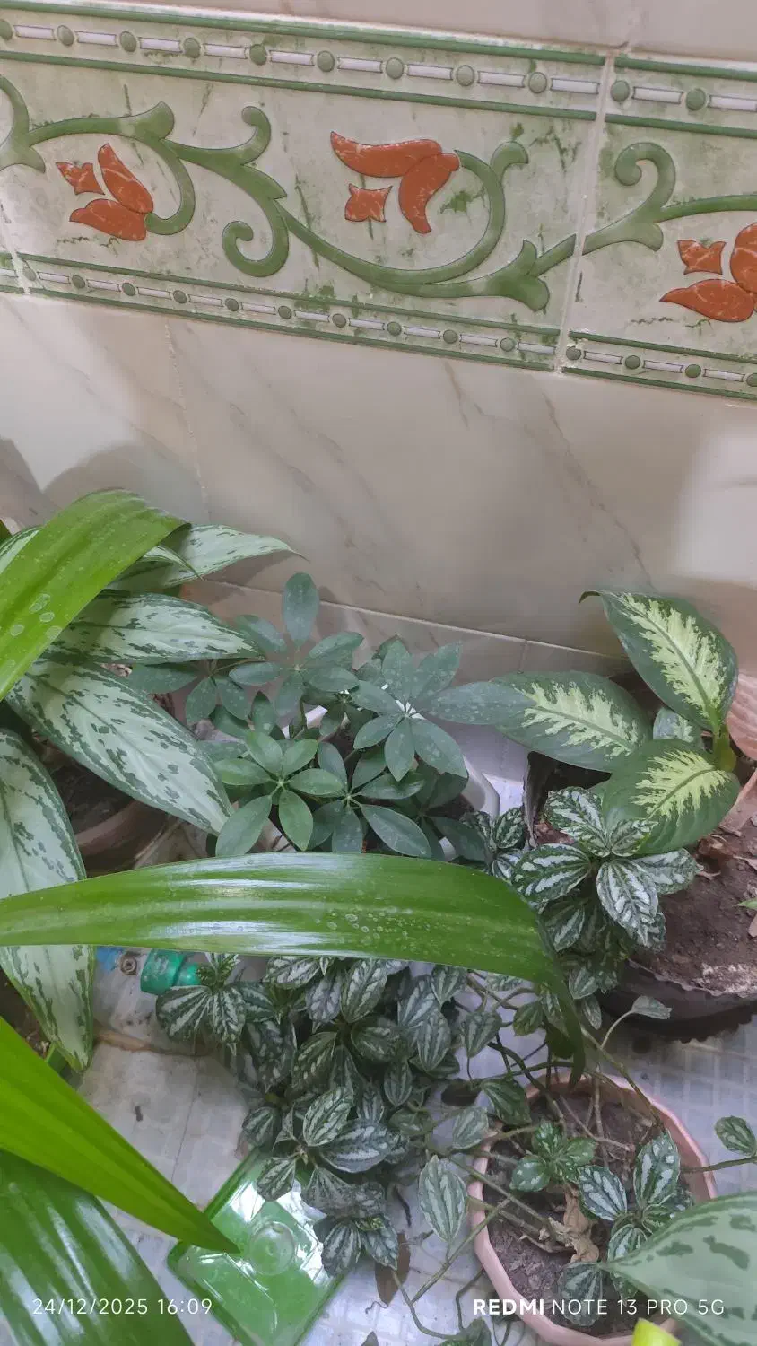 گل طبیعی|گل و گیاه طبیعی|یاسوج, |دیوار