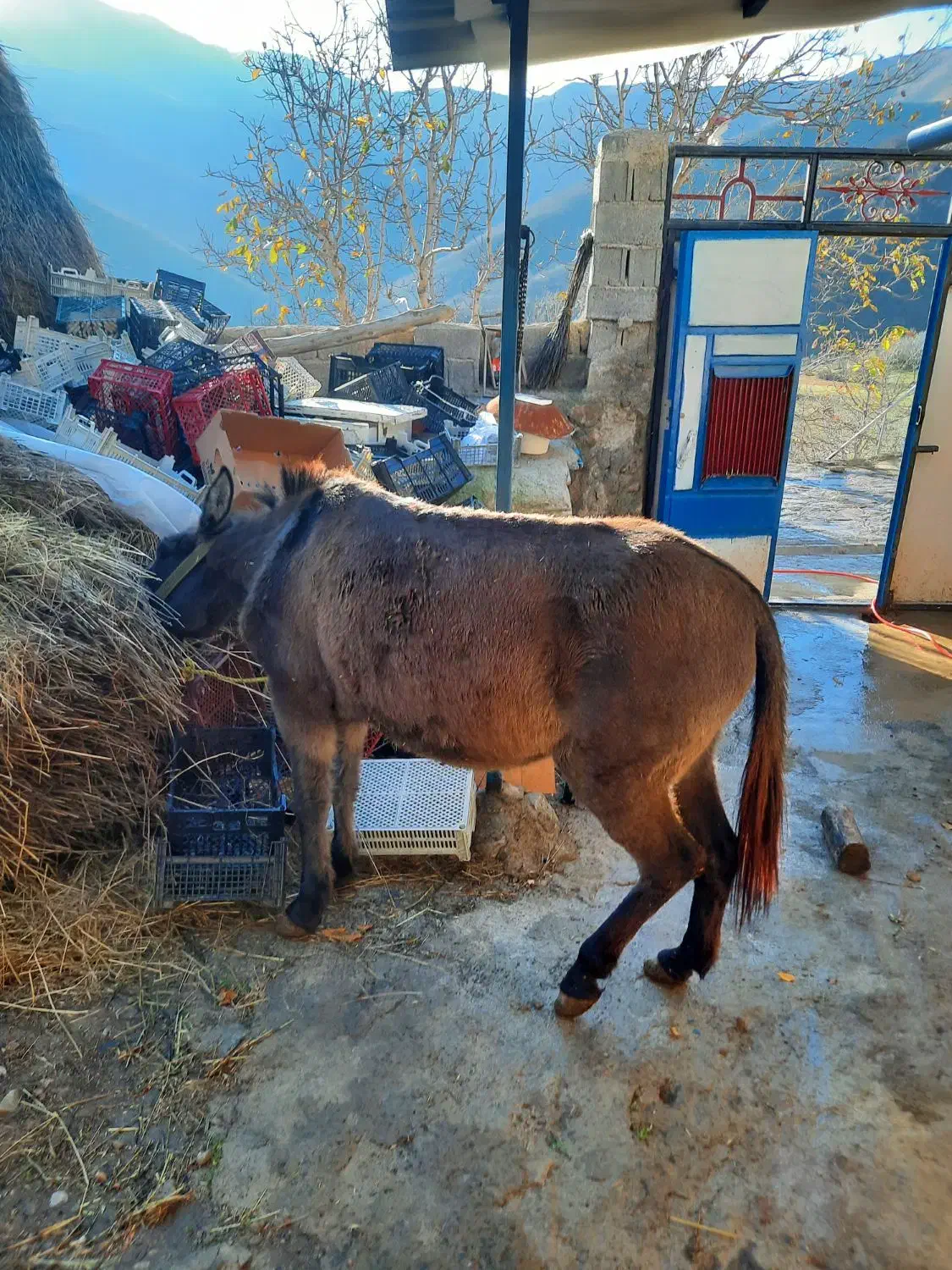 اسب|حیوانات مزرعه|کلیبر, |دیوار