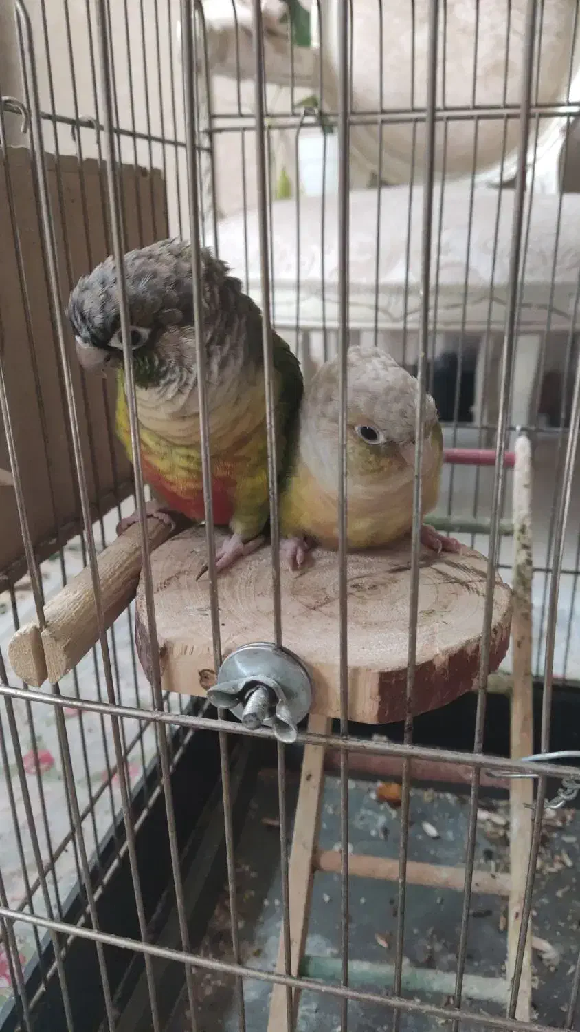 گیرینچیک های دستی|پرنده|ری, ولی آباد|دیوار