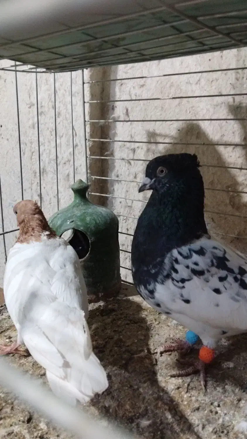 کله ای سیاه وزرد|پرنده|قم, شهر قائم|دیوار