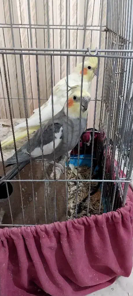 عروس هلندی|پرنده|طسوج, |دیوار