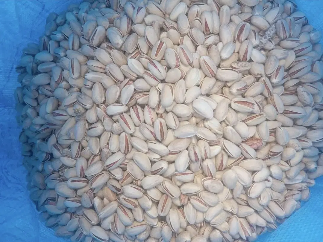 پسته|خوردنی و آشامیدنی|تهران, آذربایجان|دیوار