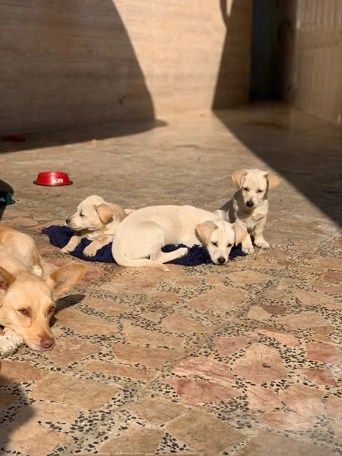 واگذاری توله سگ اشپیتز|سگ|قائمشهر, |دیوار