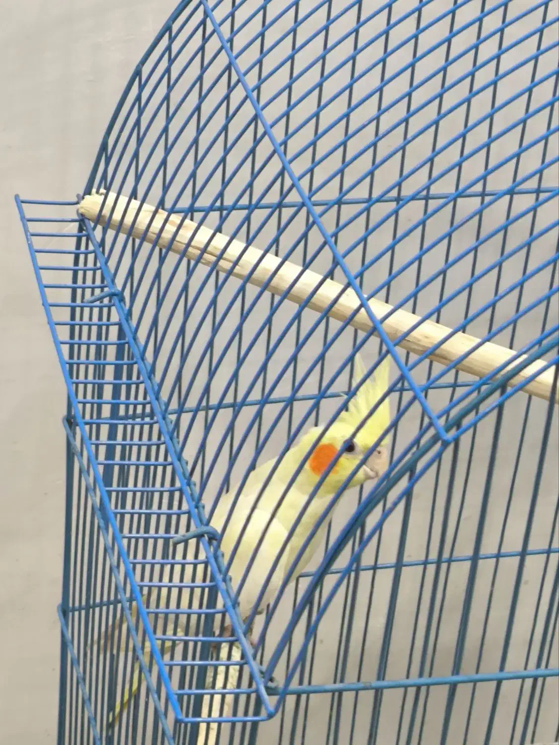 طوطی عروس|پرنده|رشت, کوی حسینی|دیوار