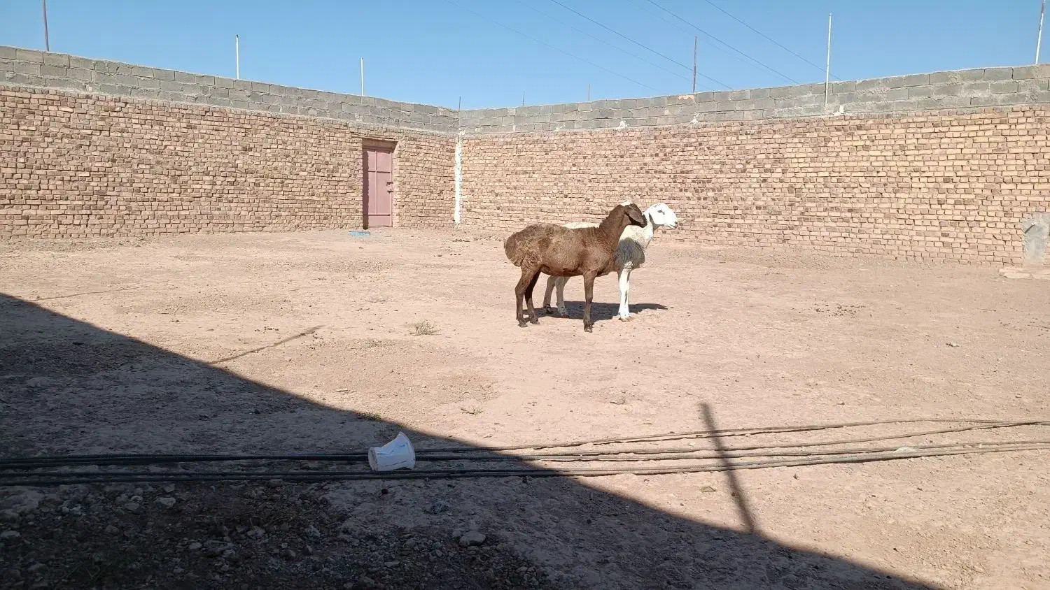 دوراس کاور عربی|حیوانات مزرعه|تربت جام, کاریز نو سفلی|دیوار