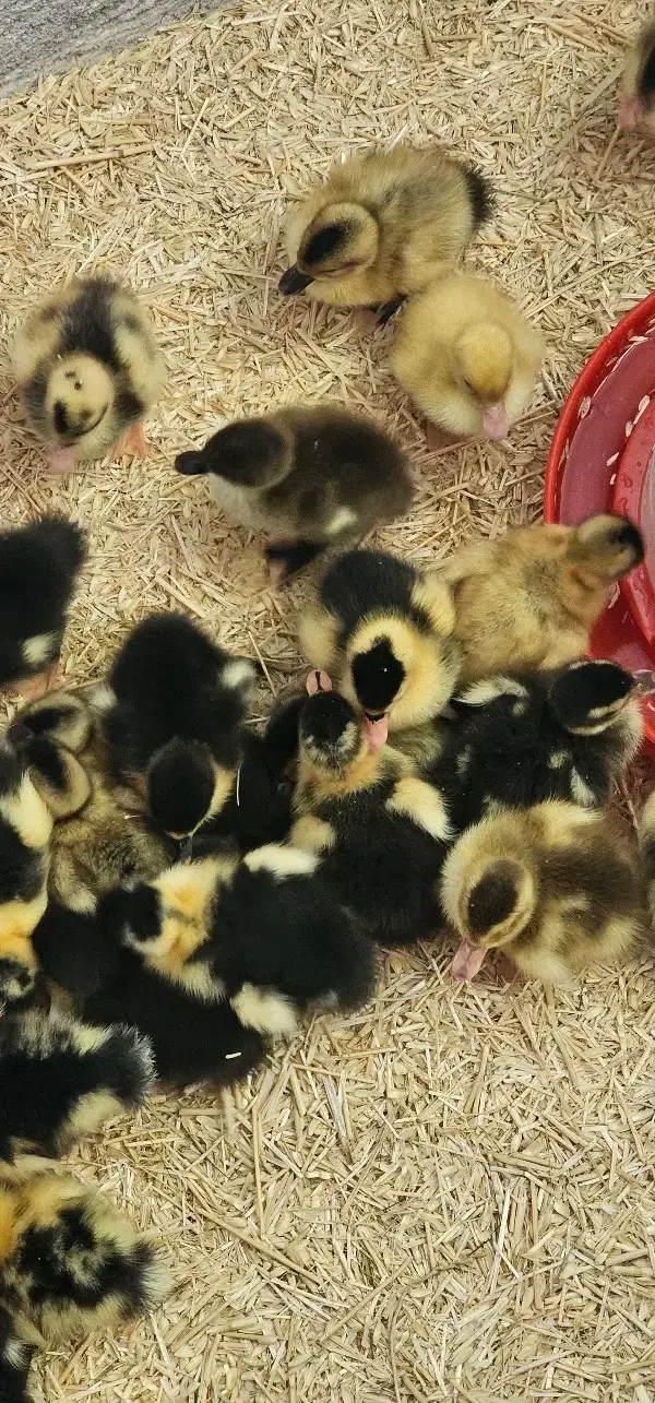 جوجه اردک و جوجه مرغ ۴،۵ روزه|حیوانات مزرعه|قائن, |دیوار