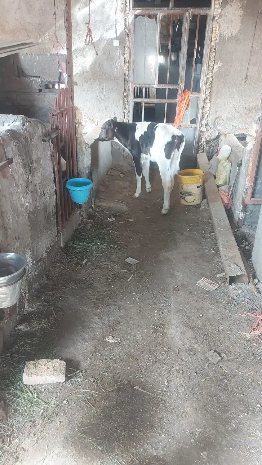 گوساله نر درجه یک آماده جمع|حیوانات مزرعه|قلندر آباد, |دیوار