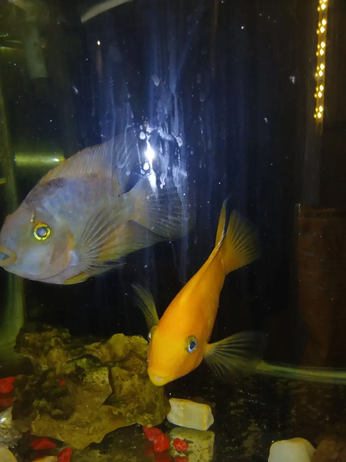 آکواریوم با دوعدد ماهی پرت|ماهی|تهران, سردارجنگل|دیوار