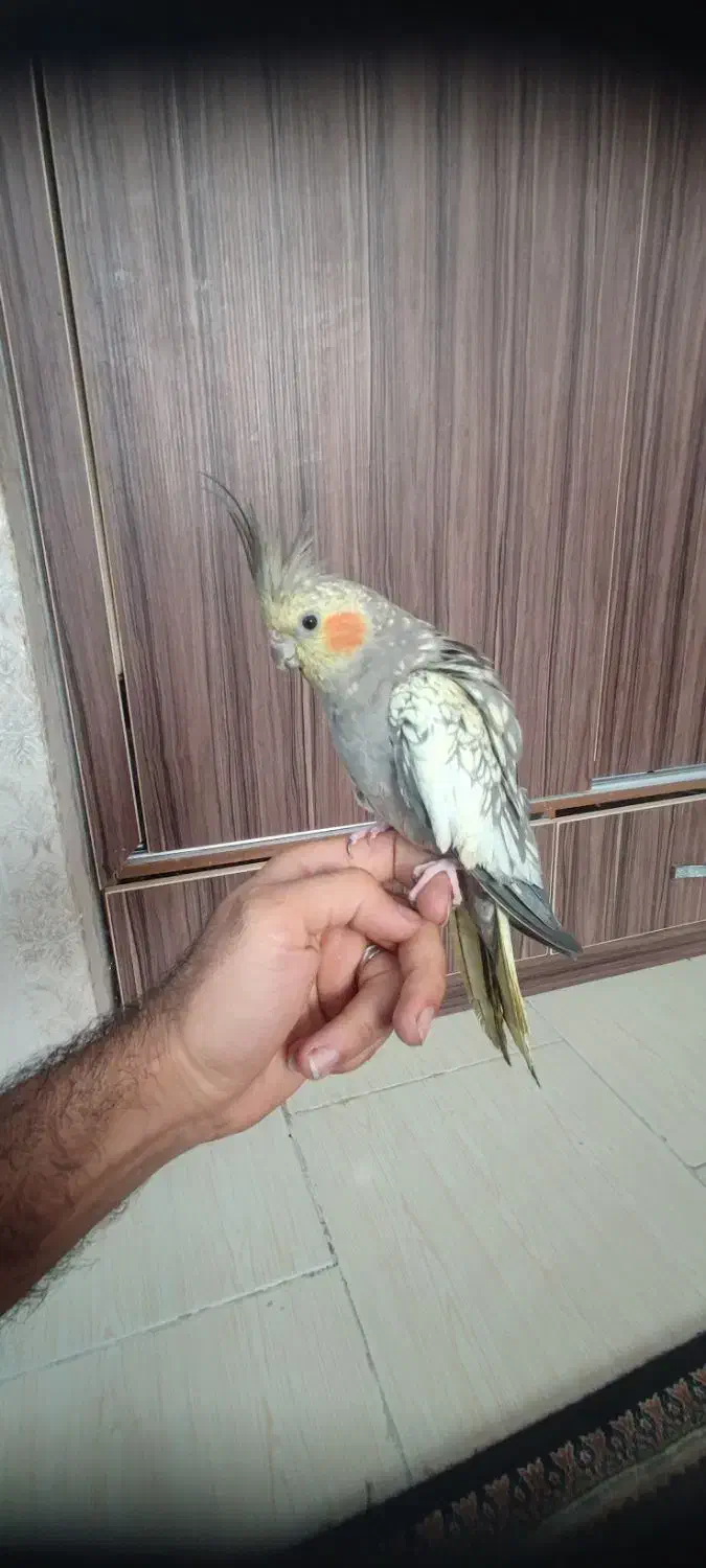 عروس هلندی ماده|پرنده|لاهیجان, کوی زمانی|دیوار