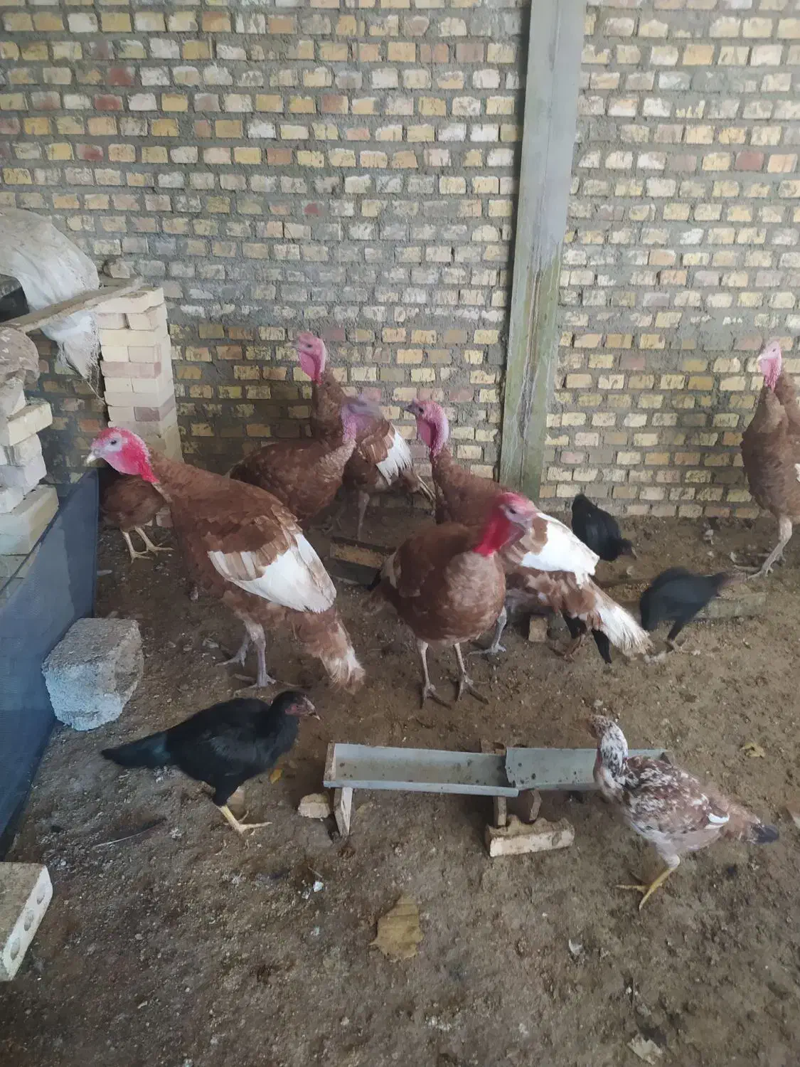 بوقلمون‌قرمزومشکی‌محلی،مرغ  محلی|حیوانات مزرعه|بوکان, |دیوار