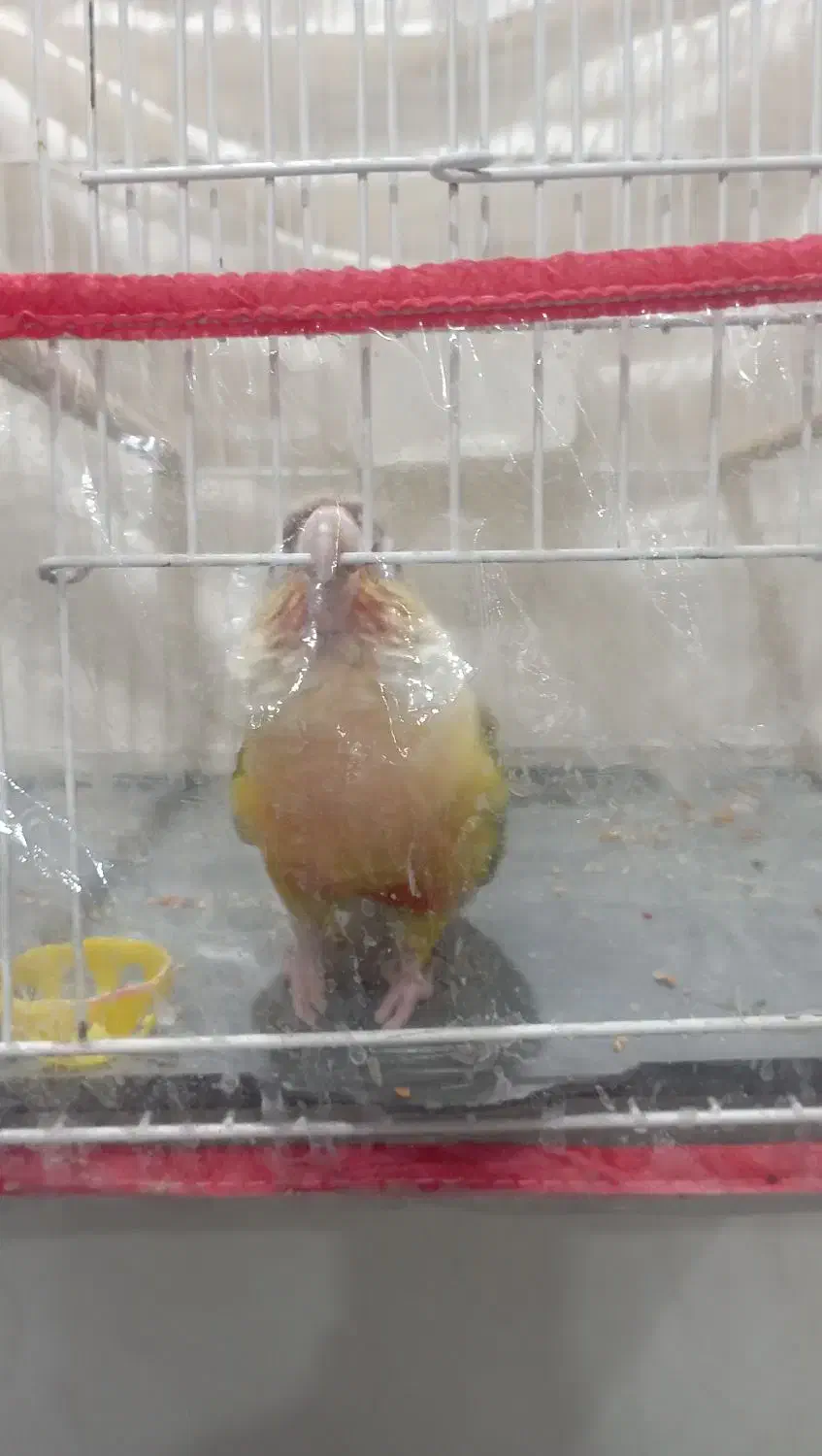 گرینچیک|پرنده|مشهد, شهرک رازی (شهرک غرب)|دیوار