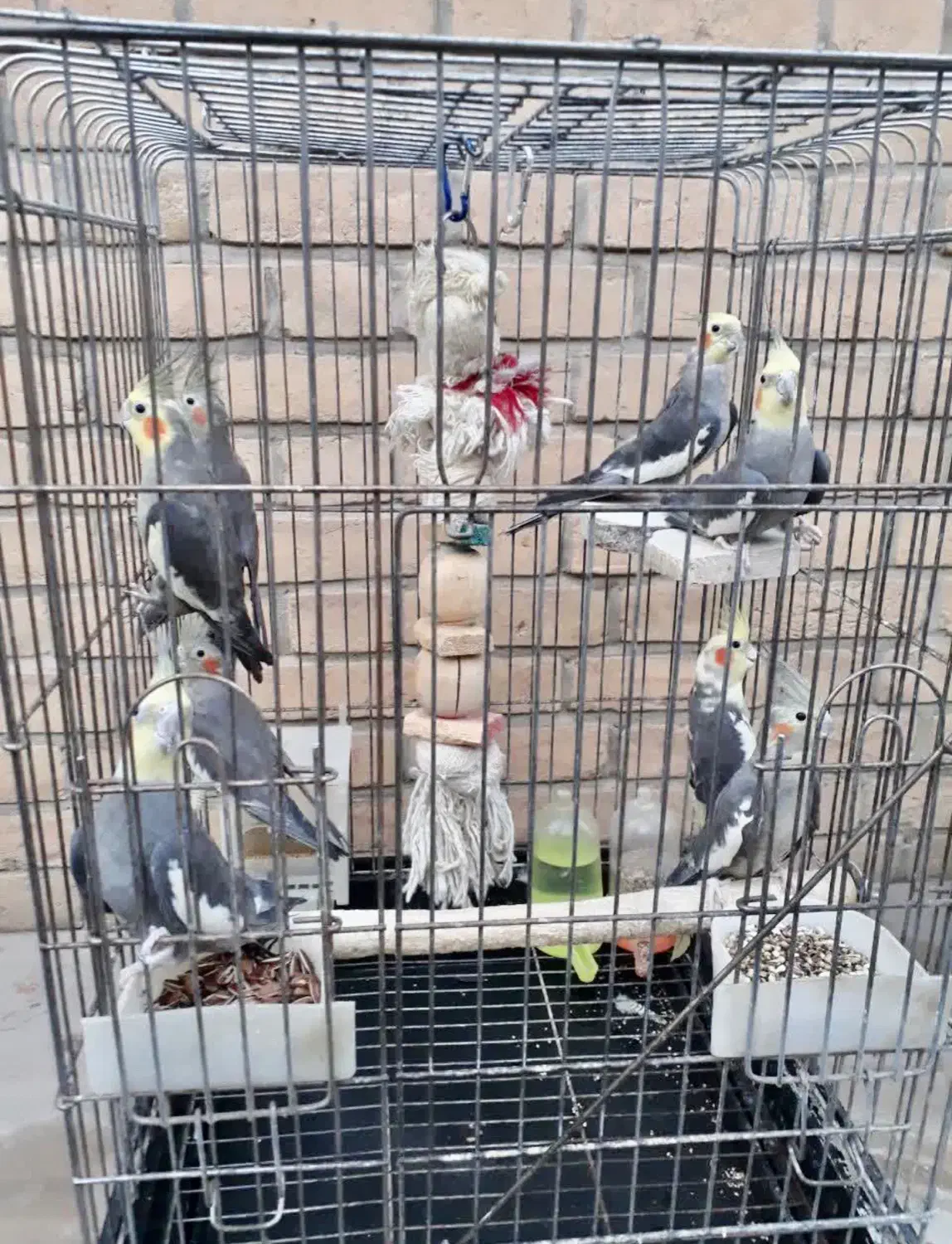 پرنده عروس بالغ|پرنده|رباطکریم, رباطکریم|دیوار