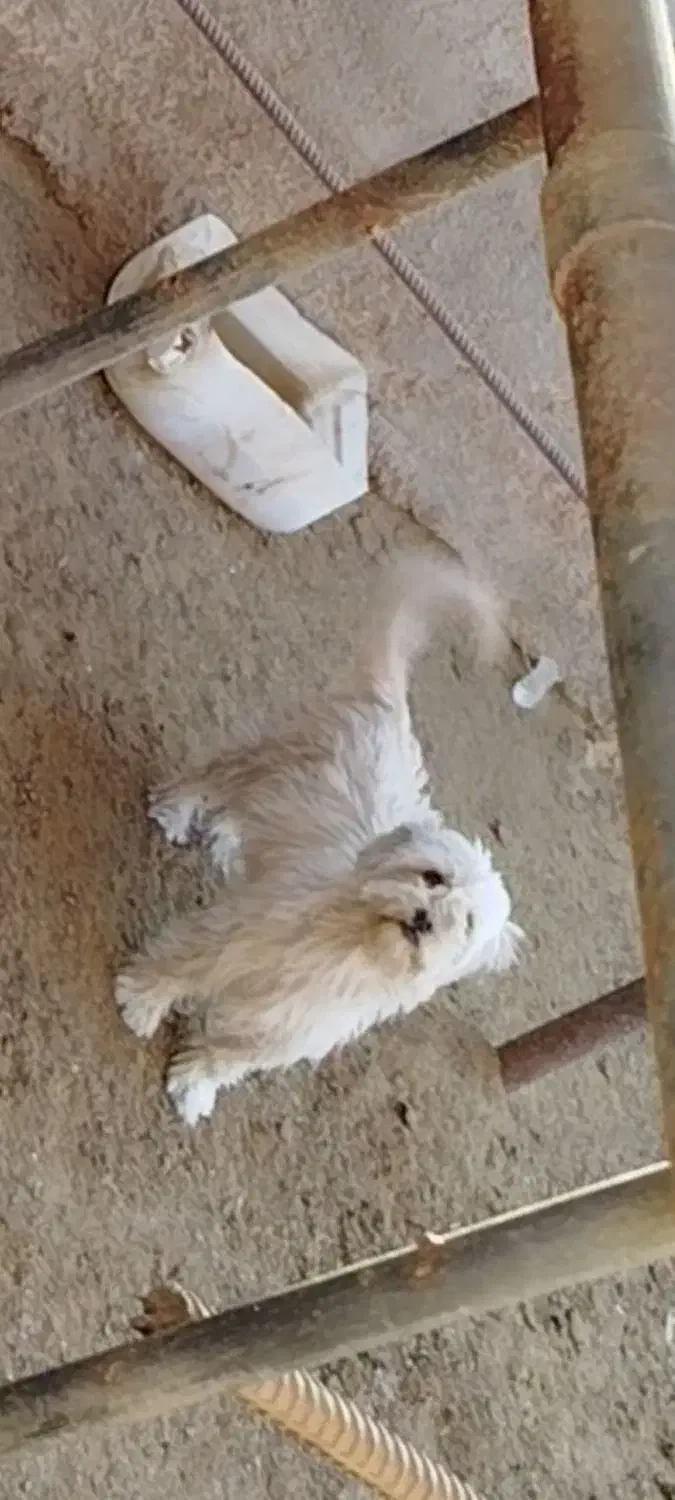 سگ ماده پاکوتاه شیتزو|سگ|سمنان, |دیوار