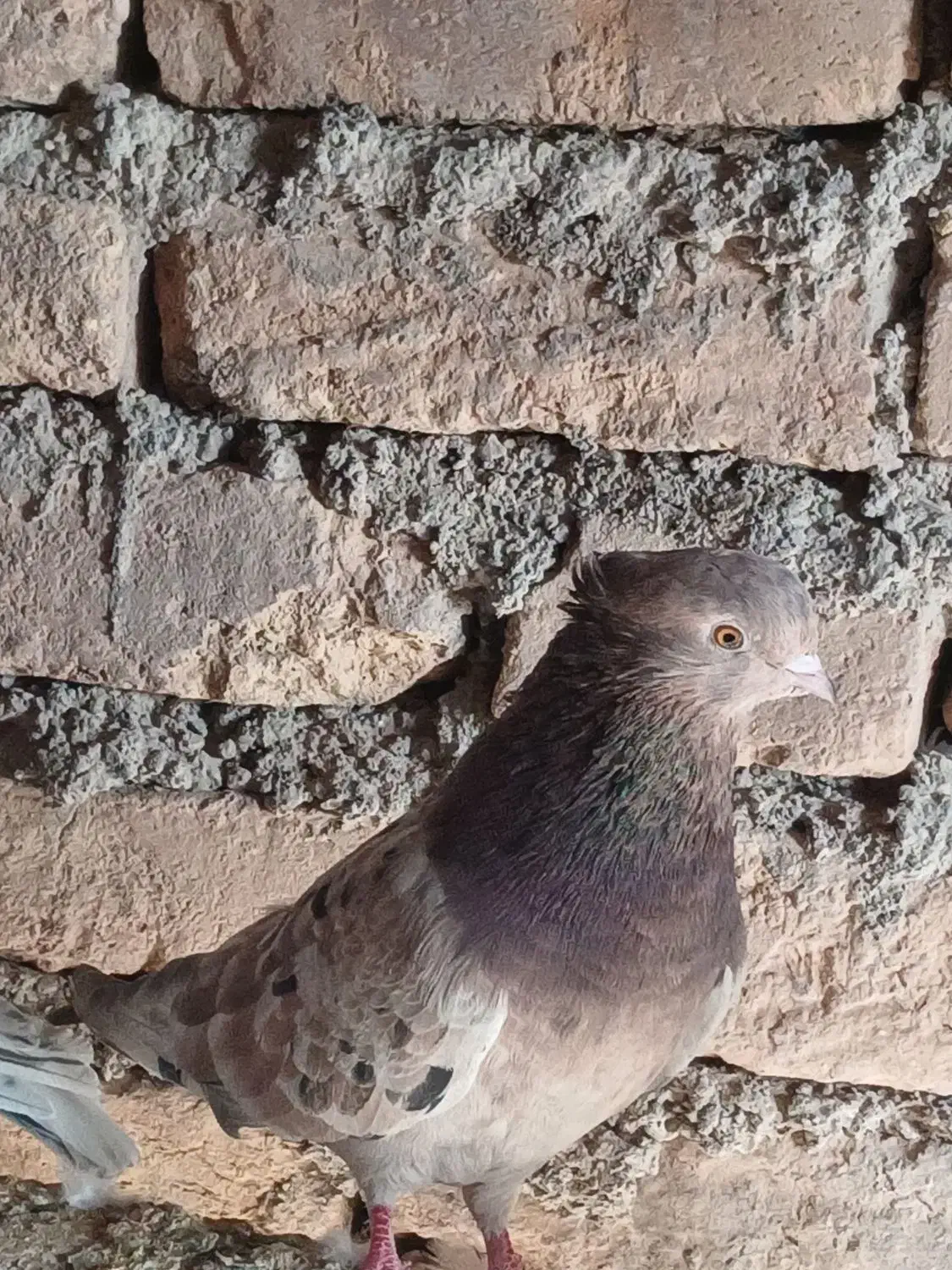 هفت رنگ پرشی چندتا طوقی|پرنده|رامند, |دیوار