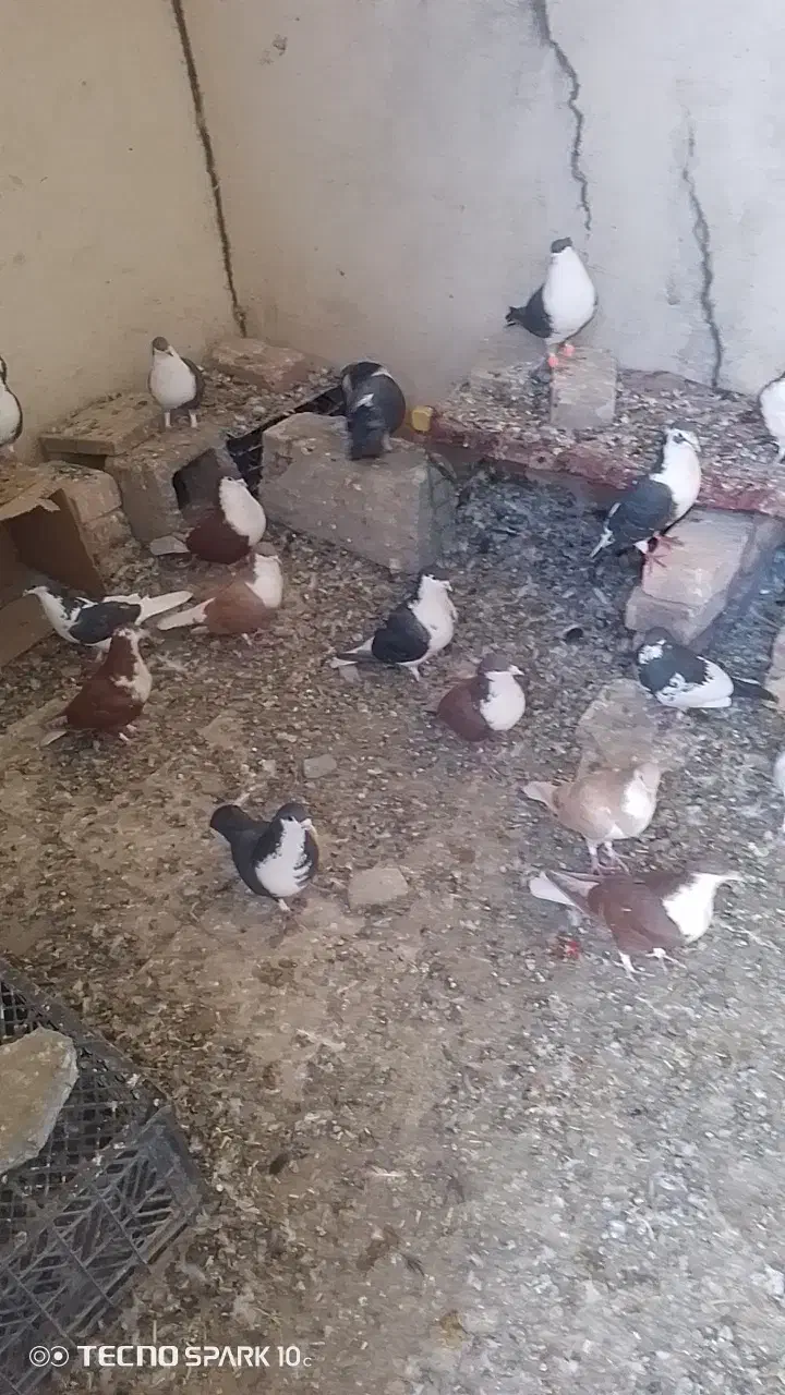 کفتر ریشی فروشی 25عدد|پرنده|میرجاوه, |دیوار