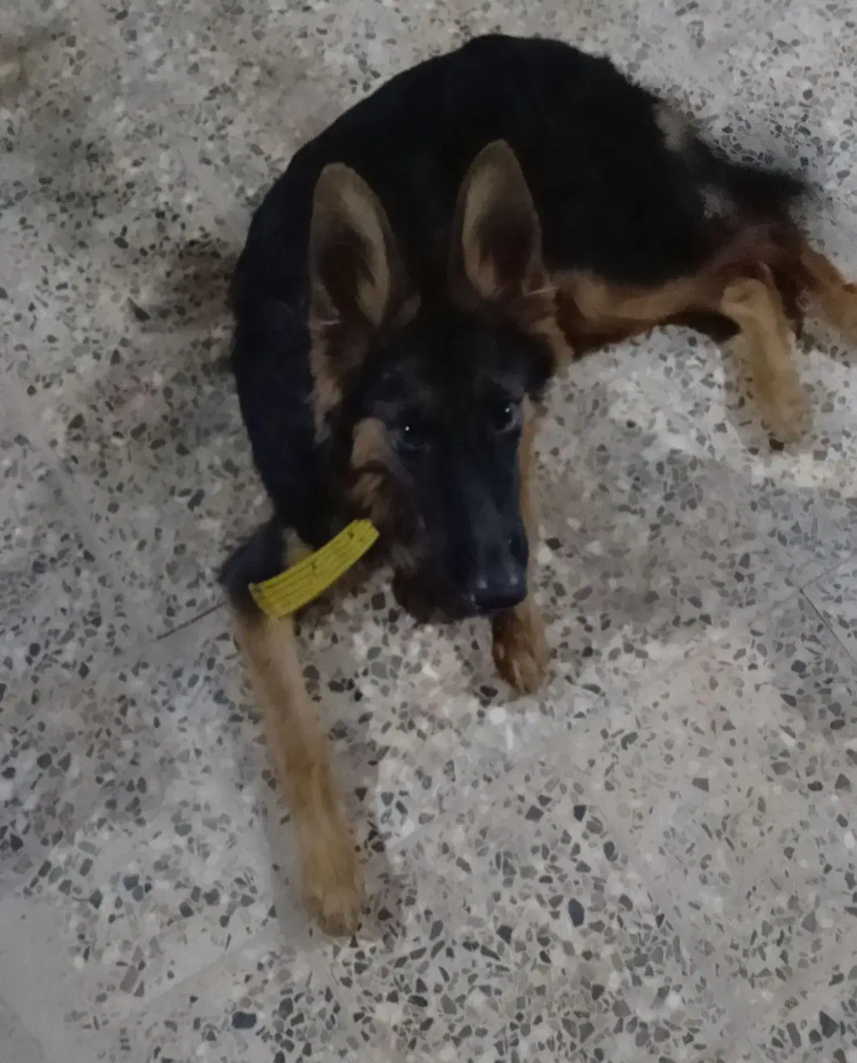 توله ژرمن ماده|سگ|اهواز, کوی سعدی|دیوار