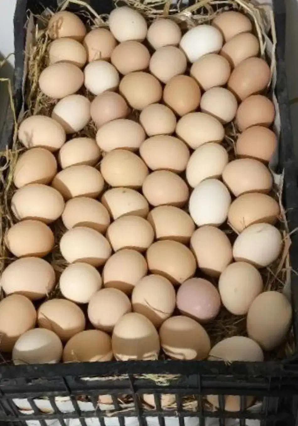 تخم مرغ بومی|حیوانات مزرعه|کاشان, مزرعه نو|دیوار