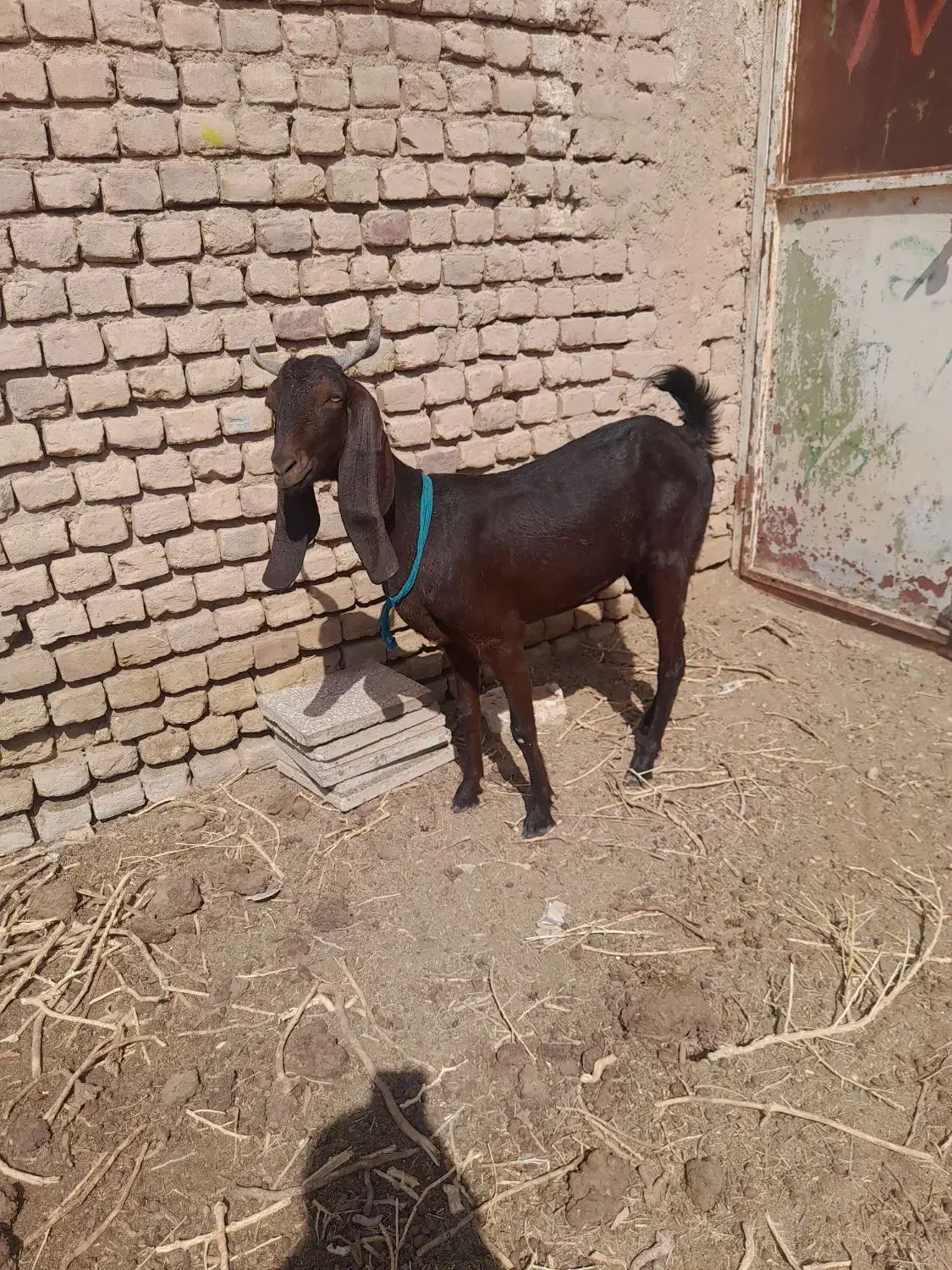 یک عددبز|حیوانات مزرعه|بردسکن, |دیوار