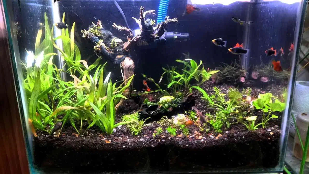 اکواریوم گیاه پلنت|ماهی|ملایر, |دیوار