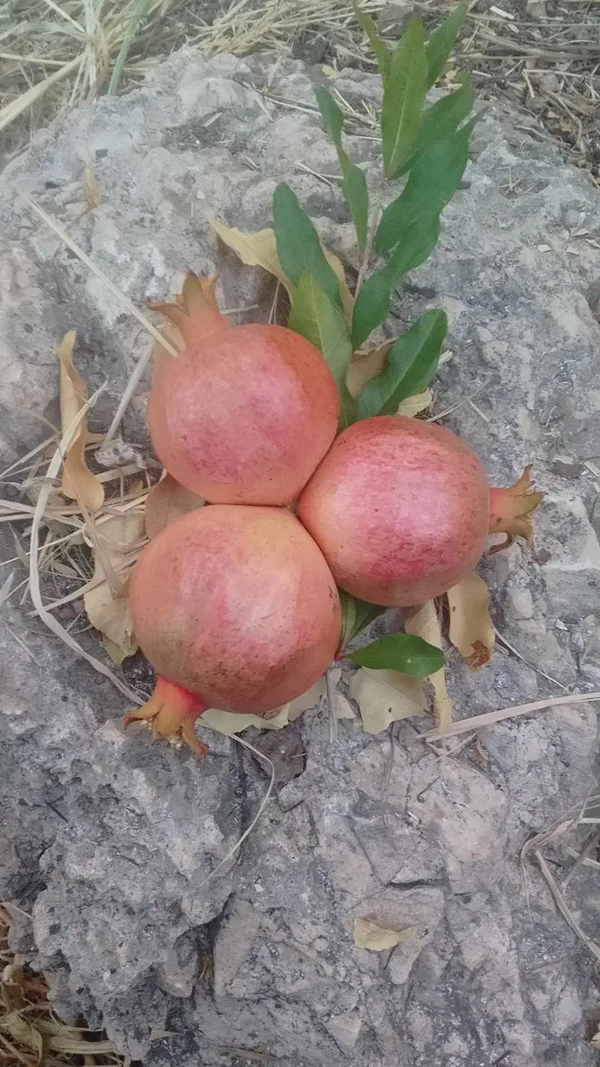 انار می خوش نگین فارس (ایج) انار ایج|خوردنی و آشامیدنی|استهبان, |دیوار