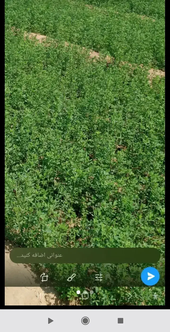 یونجه. ( علف پاک )|اجارهٔ دفتر صنعتی، کشاورزی، تجاری|بم, |دیوار