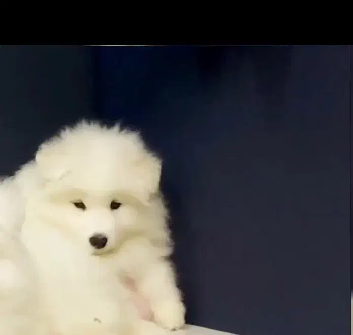 سامویید ۲ماهه|سگ|قم, بکایی|دیوار